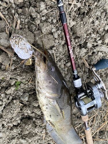 ナマズの釣果