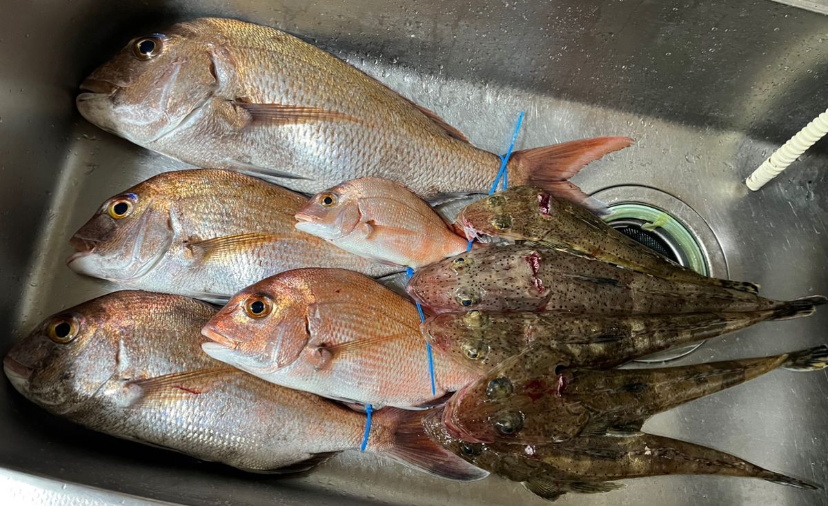 赤バードさんの釣果 1枚目の画像