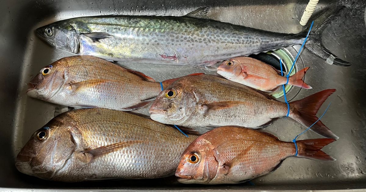 赤バードさんの釣果 2枚目の画像