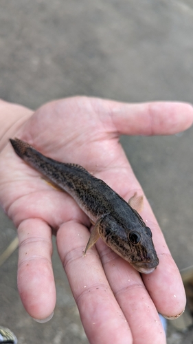 ハゼの釣果