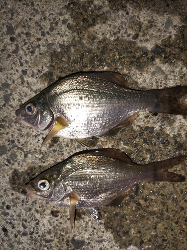 ウミタナゴの釣果