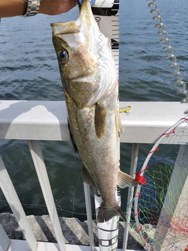 シーバスの釣果