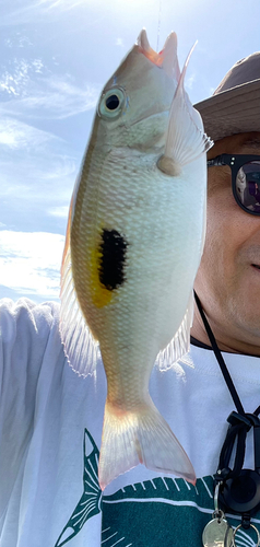 イッテンフエダイの釣果