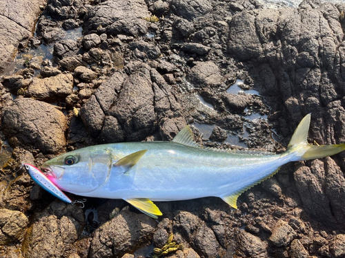 ヒラマサの釣果