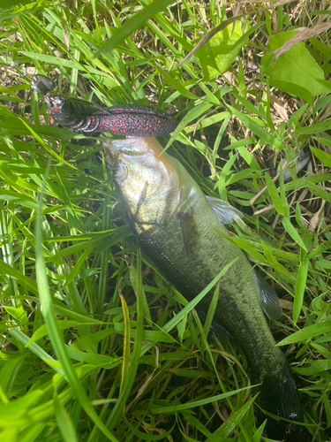 ブラックバスの釣果