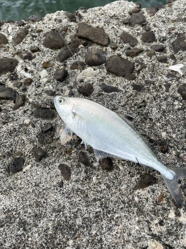 イケカツオの釣果