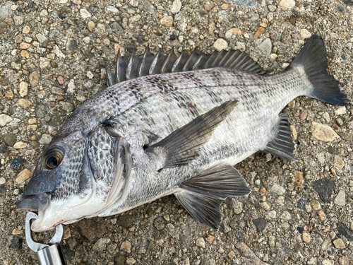 クロダイの釣果