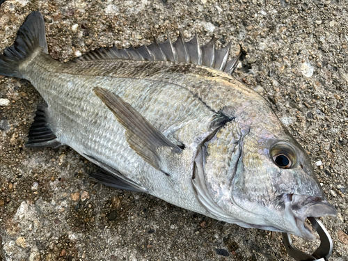 クロダイの釣果