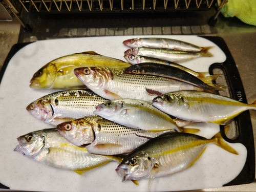 ショゴの釣果