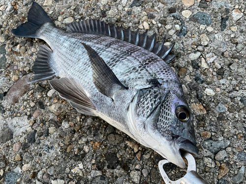 クロダイの釣果