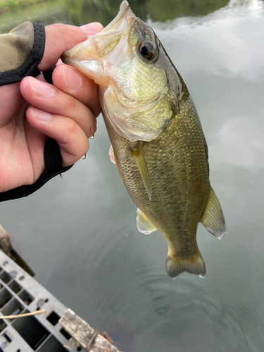 ラージマウスバスの釣果