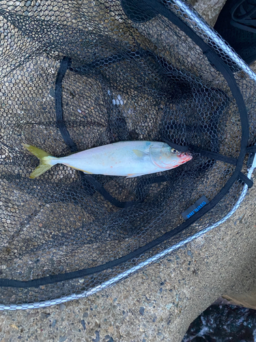 ツバスの釣果