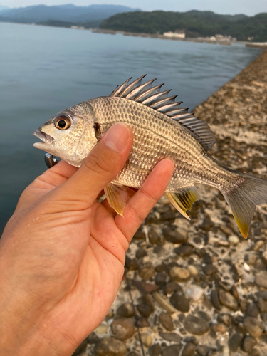 キビレの釣果