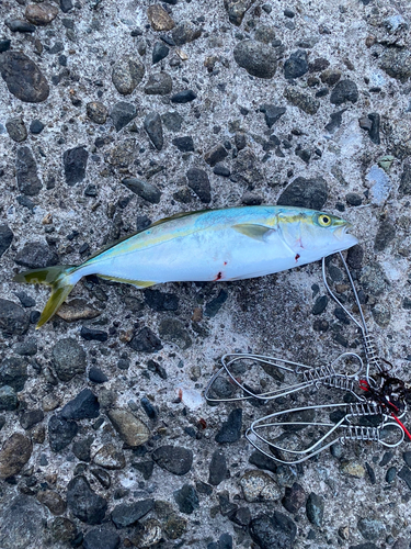 ツバスの釣果