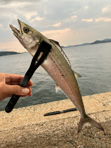 サゴシの釣果