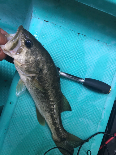 ラージマウスバスの釣果