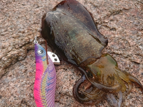 アオリイカの釣果