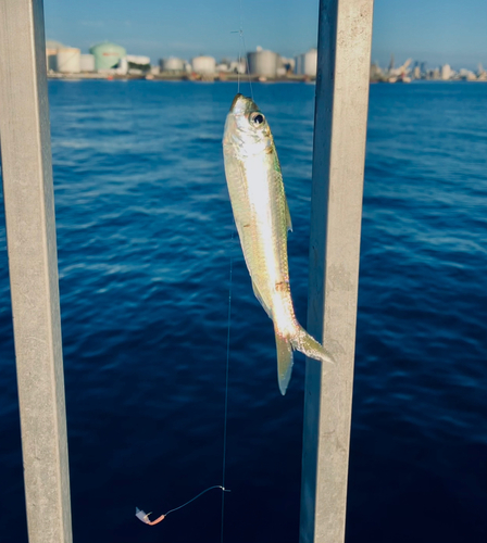 サッパの釣果