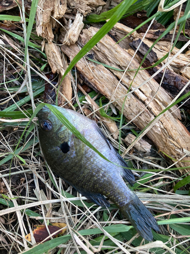 ブルーギルの釣果