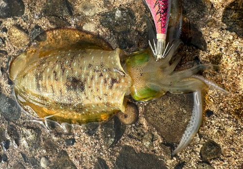 アオリイカの釣果