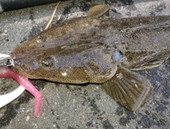 コチの釣果