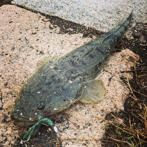 マゴチの釣果