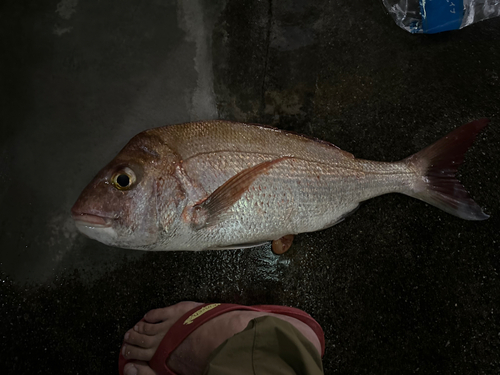 タイの釣果