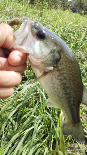 ラージマウスバスの釣果