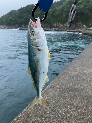 ワカシの釣果