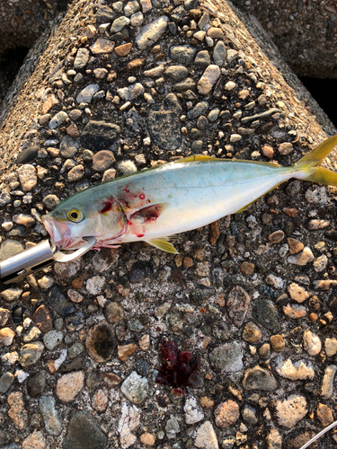 ツバイソの釣果