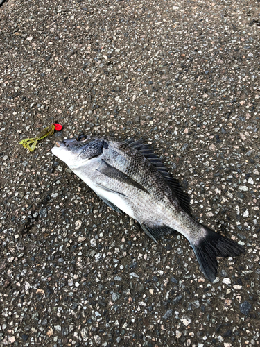 クロダイの釣果