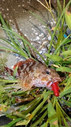 カサゴの釣果