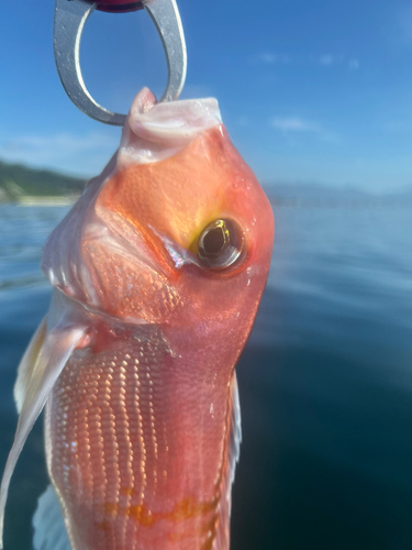 アマダイの釣果