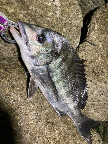 チヌの釣果