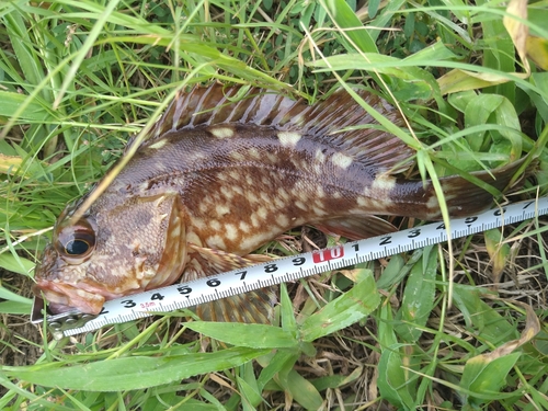 カサゴの釣果