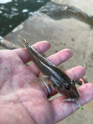 マハゼの釣果