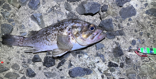 クロソイの釣果