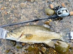 スモールマウスバスの釣果