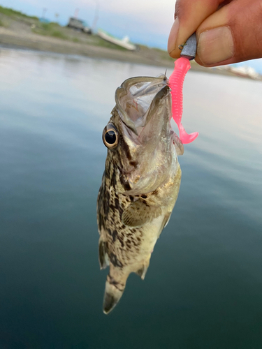 ソイの釣果