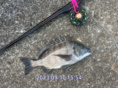 クロダイの釣果