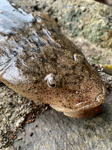 マゴチの釣果