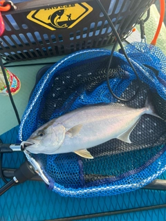 ショゴの釣果