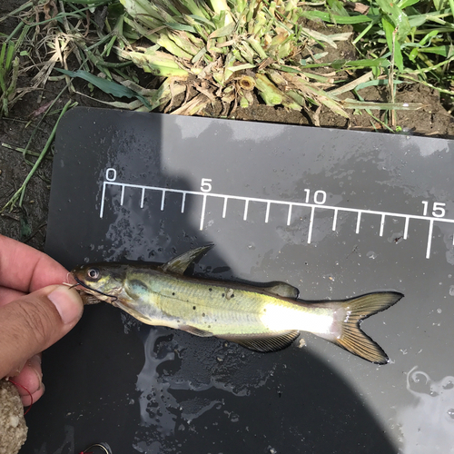 アメリカナマズの釣果