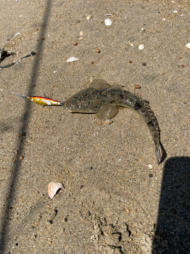 マゴチの釣果