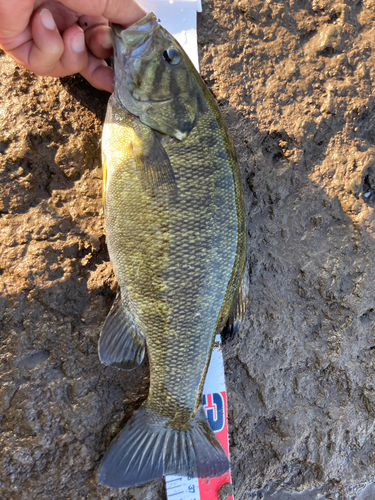 スモールマウスバスの釣果