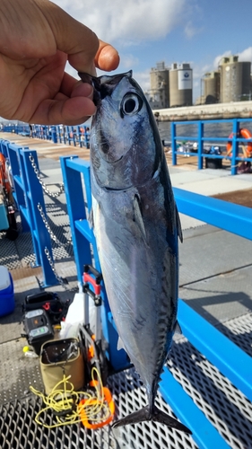 ソウダガツオの釣果