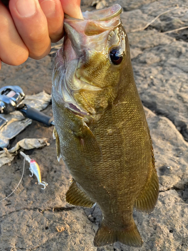 スモールマウスバスの釣果