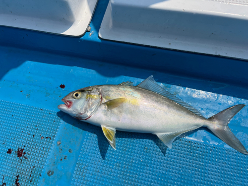 ネリゴの釣果