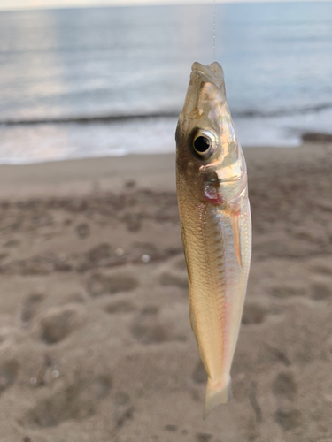 シロギスの釣果