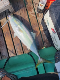 ハマチの釣果